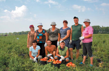 Колектив овочівницької бригади на збиранні помідорів