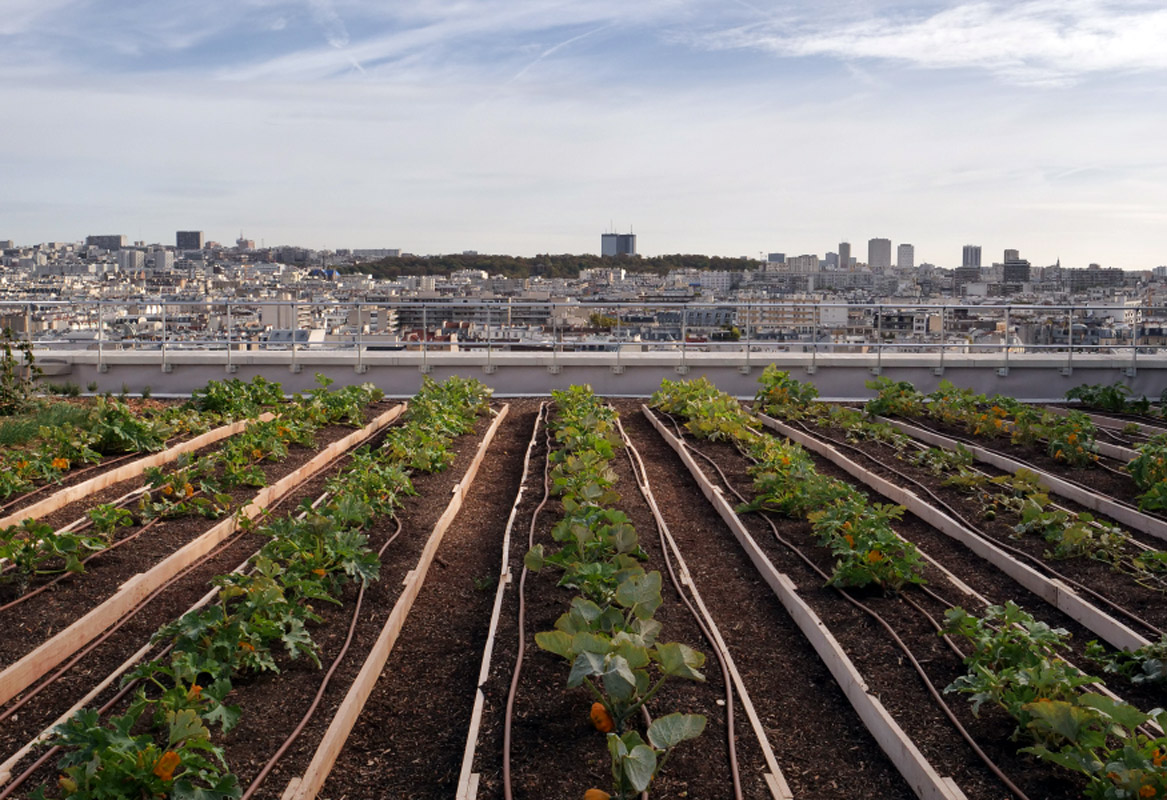 На даху опери Бастилії у Парижі відкрили овочевий сад